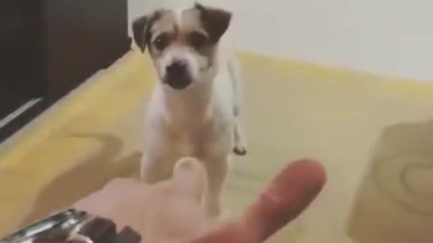 The Cute Funniest Cute Dog