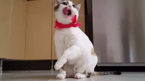 Cute Cat Funny Cat Kitten Domestic Pets Adorable