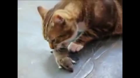 Funny Fight between a Cat and Rat