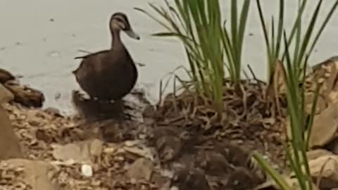 Ducklings leading mum astray