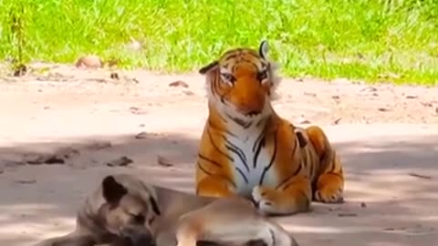 TROLLING DOGS WITH FALSE TIGER