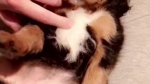 Small brown white black sleeping puppy being scratched softly