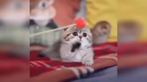 cute and funny kittens in the world.