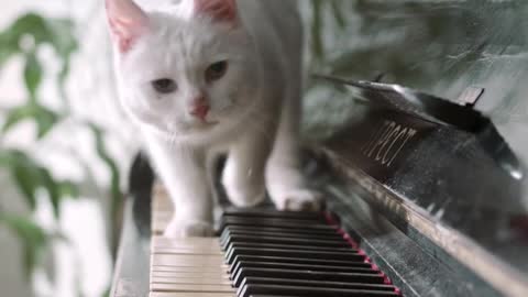 cat playingpiano fuuny videos