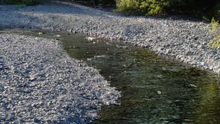 Stream of fish in Kodiak AK