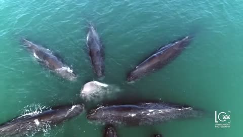 Sperm Whales / Cachalotes