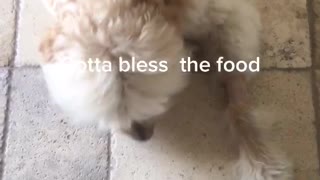 Blessing the kibble