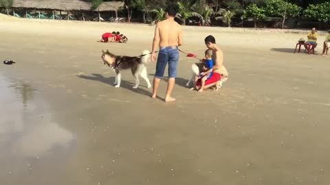 puppy First Time on the Beach