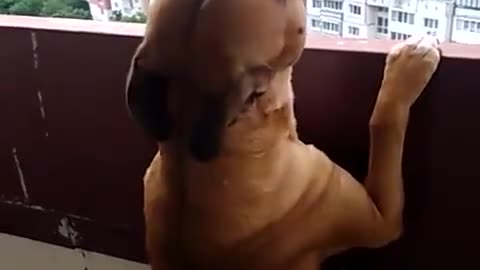 the dog sings to the tune of a national holiday