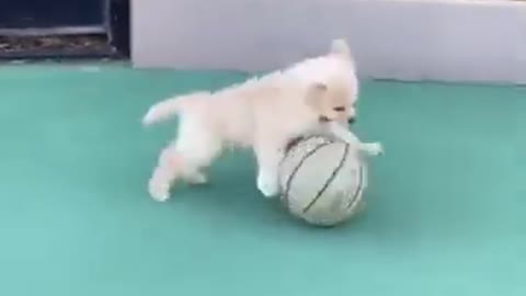Cute puppy playing basketball!