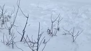 Guy skis down small hill and falls and the bottom