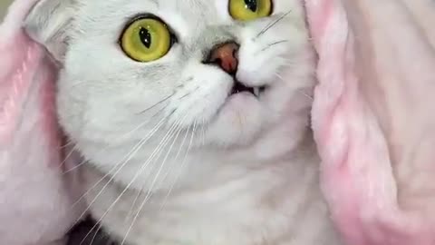 Cats Funny Moments | Shorts | Viral Videos