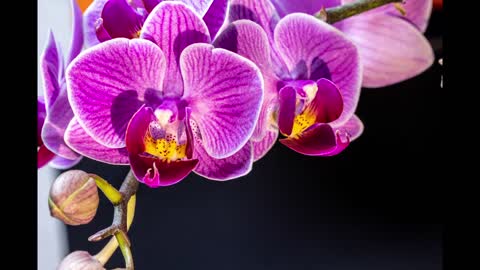 Orchid Flowers