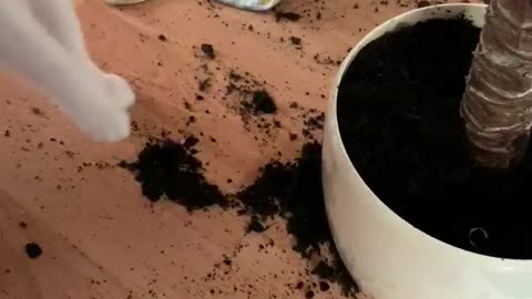 Cats Help Clean up After Making a Mess