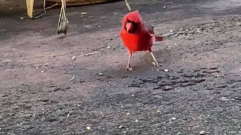 # Back Yard Birds Hawai’i Daddy-O our Male Northern Cardinal Friend