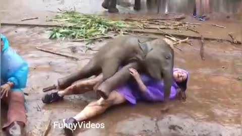 Hot girls vs Animals-Funny Animals vs Humans video Compilation