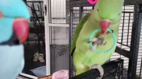 A pair of parrots playing indoors in small circles