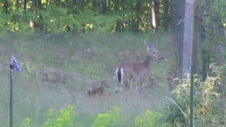 Newborn Fawn #3