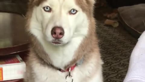 Owner pleads with vocal husky for short break