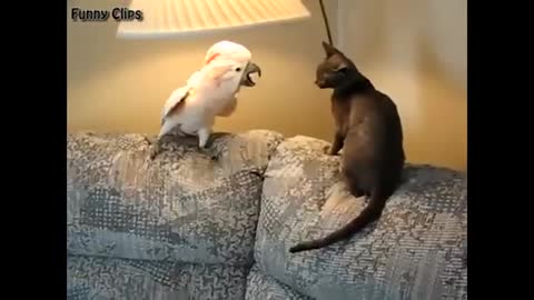 parrot fighting with cat