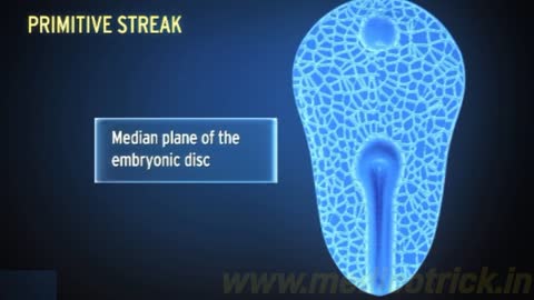 Primitive Streak || Fertilization|| female reproductive system