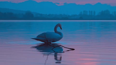 Goose on the lake