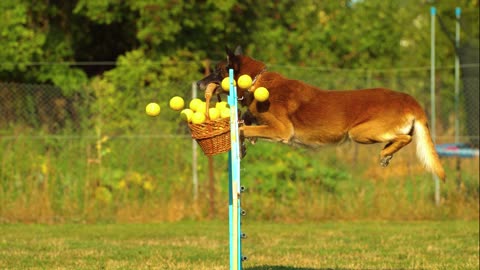 Strong dog jumping amassing video