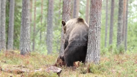 Funny video of bear condition