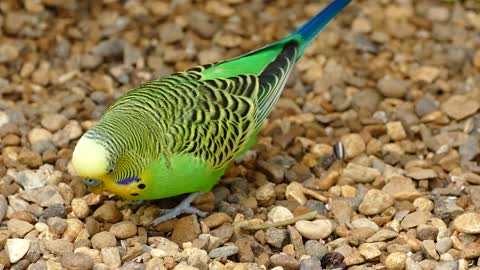 Budgerigar Beautifull