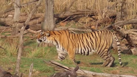 Tiger attack wild boar, Tigress Riddhi killed wild boar at zone