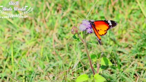 Butterfly - My animal friends_Beautiful Butterfly & The best relaxing - HD 1080P