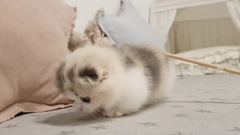 Cute kitten playing video