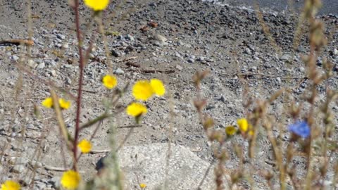 ROCKS in MOTION