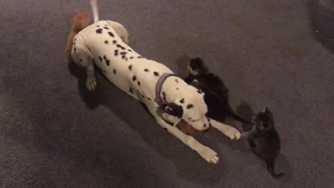 Foster feline family adore Dalmatian pup