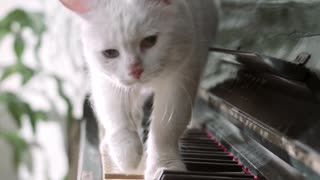 Watch Cute Cat Walking on the Piano keys