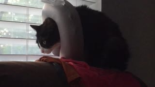 Black cat wearing headrest while sitting on couch