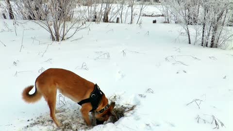 The dog digs in the snow and then quarrels