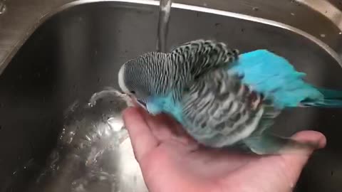 Budgie Bathes at Home