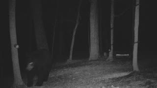 The Woods - 01/27/2021 Bear