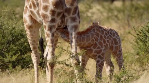 Baby giraffe eating breast milk closeup. Wild African mammal animals on their natural habitat