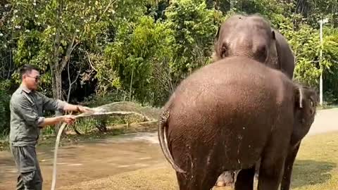 Baby elephant taking a bath