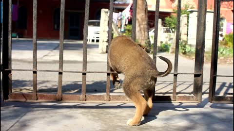 A very cute puppy crossing the grill gate