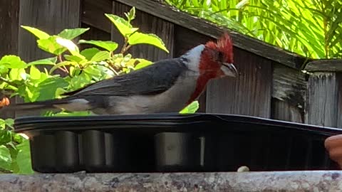 A Funky Looking Teenaged Red Crested Cardinal