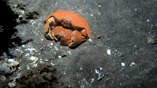 Giant Box Crabs Mating