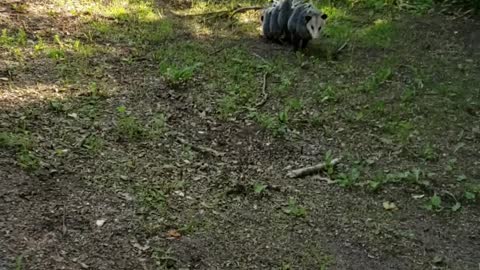 Opossum Mom Carries Babies on Her Back