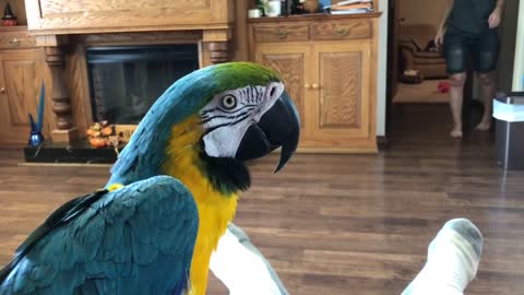Parrot Tells Owner It Will ‘Knock Her Out’