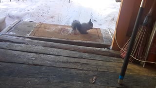 squirrel eats cheese on lake Baikal