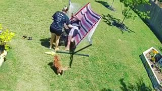 Man Sent Flying as Doggy Flips Hammock