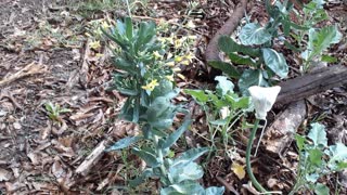 Brussel Sprouts Flowering