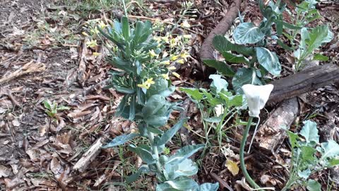 Brussel Sprouts Flowering